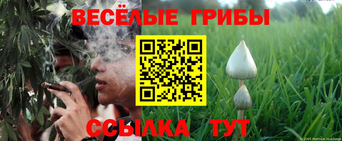 Псилоцибиновые грибы прущие грибы Александров